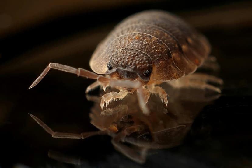 Bed Bugs Image