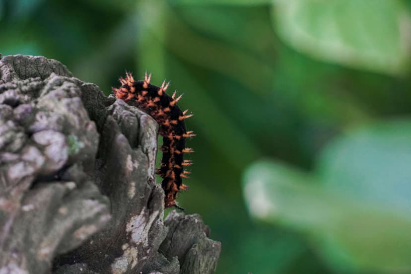 Caterpillars Image