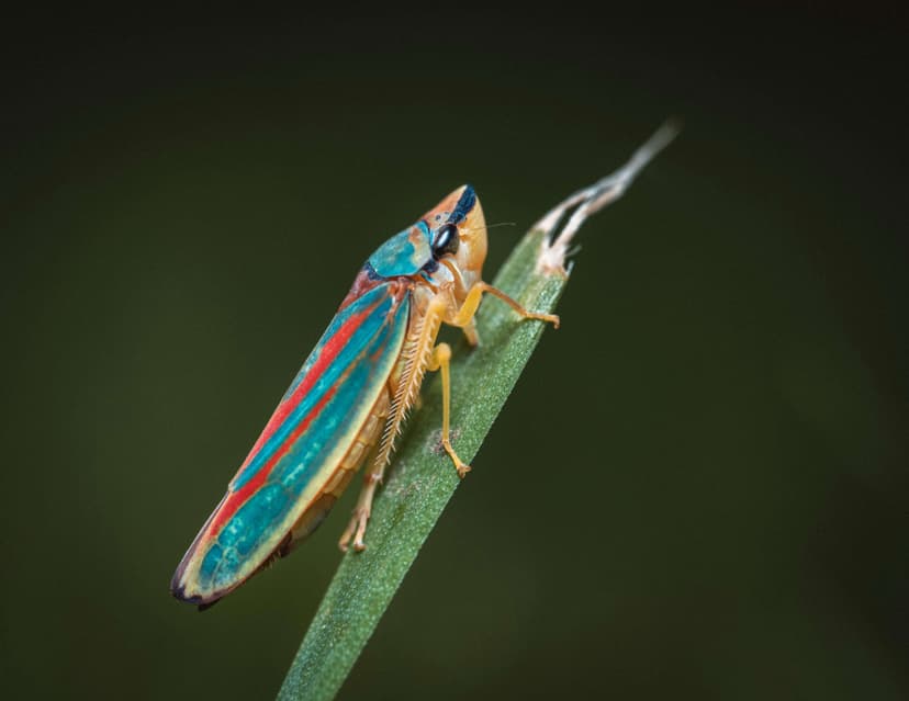 Leafhoppers Image