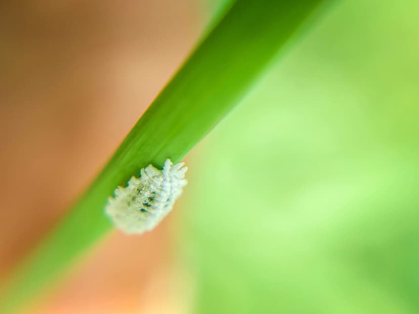 Mealybugs Image