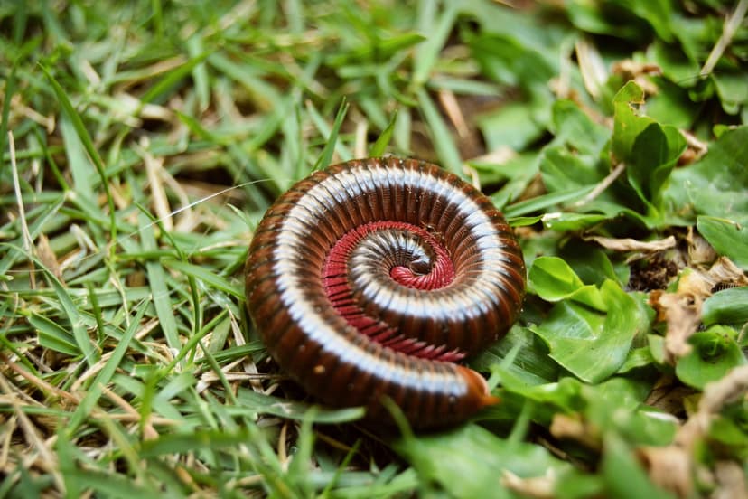 Millipedes Image