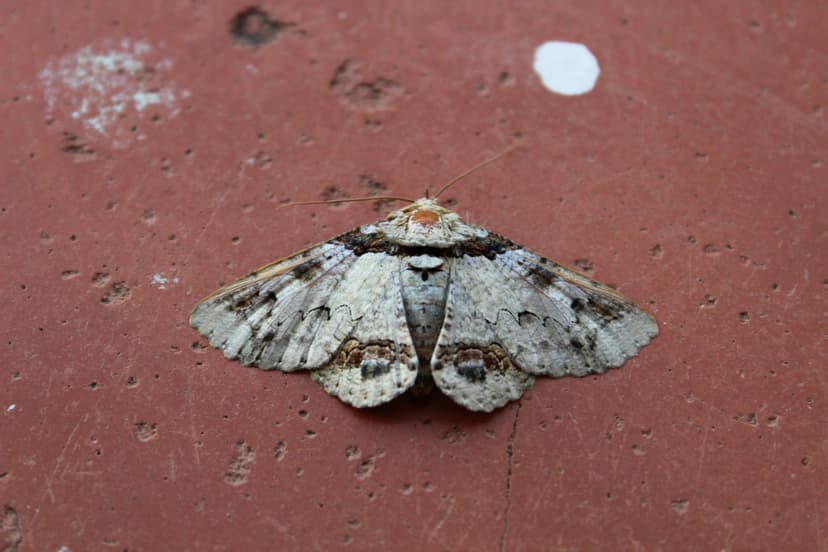 Moths Image