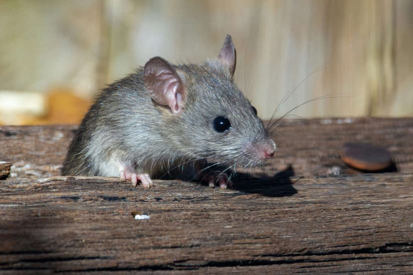 Rodents (Mice and Rats) Image