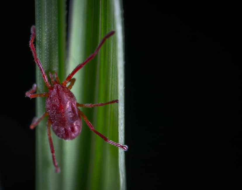 Spider Mites Image