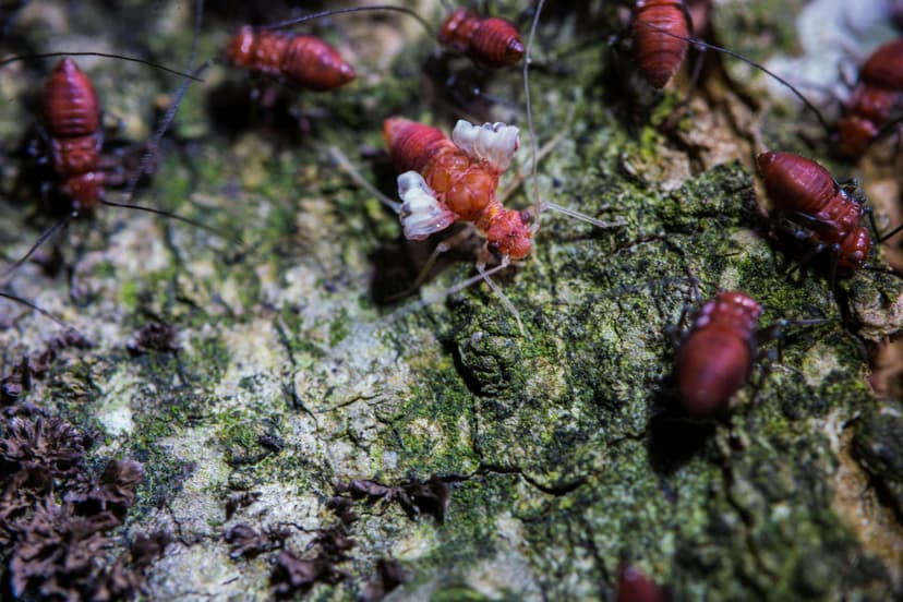 Termites Image