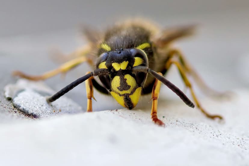 Wasps Image